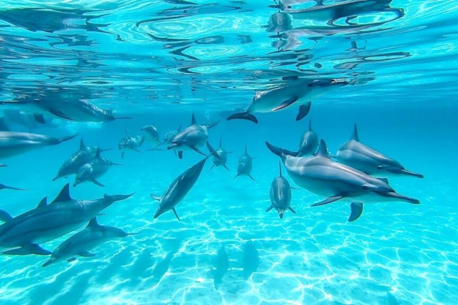Sataya Dolphin Reef snorkeling trip Marsa Alam